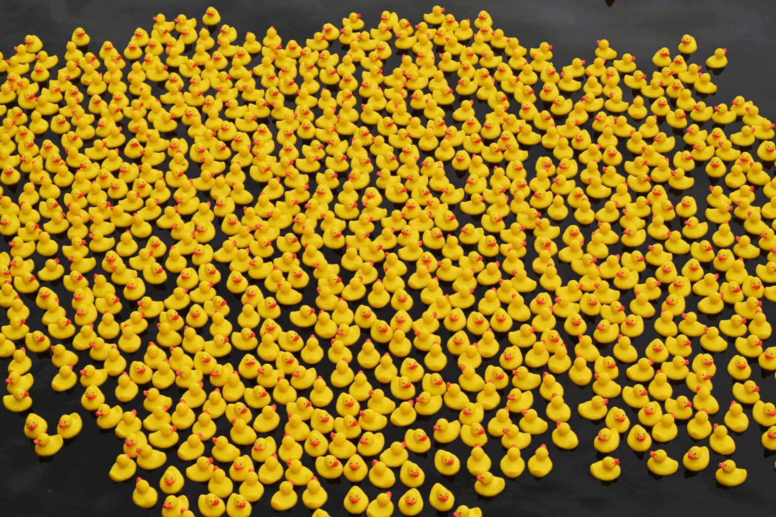 Mon Canard Carolo @ Léon Bardamu 20250921